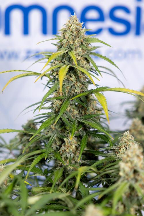 Watermelon Candy #1 -  Zamnesia x B&B. Week 8 - Watermelon Candy #1 - Week 9 - No Techniques