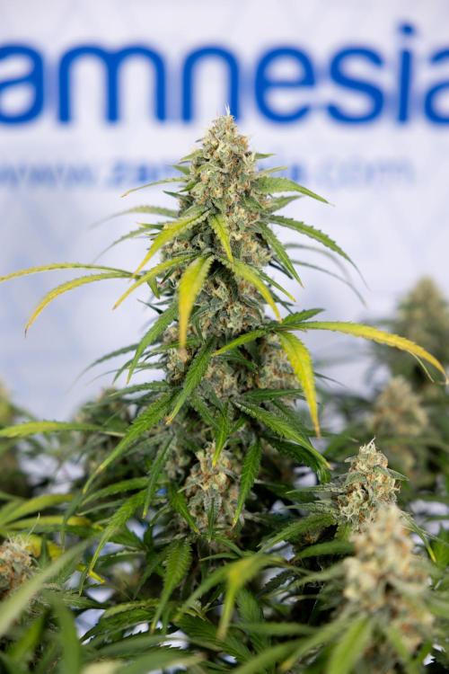 Watermelon Candy #1 -  Zamnesia x B&B. Week 8 - Watermelon Candy #1 - Week 9 - No Techniques