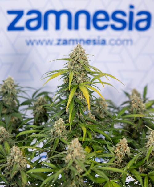 Watermelon Candy #1 -  Zamnesia x B&B. Week 8 - Watermelon Candy #1 - Week 9 - No Techniques