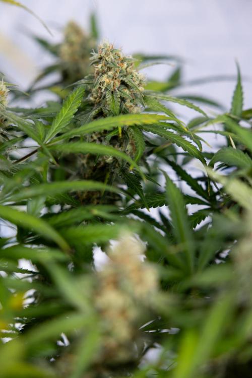 Watermelon Candy #1 -  Zamnesia x B&B. Week 8 - Watermelon Candy #1 - Week 9 - No Techniques