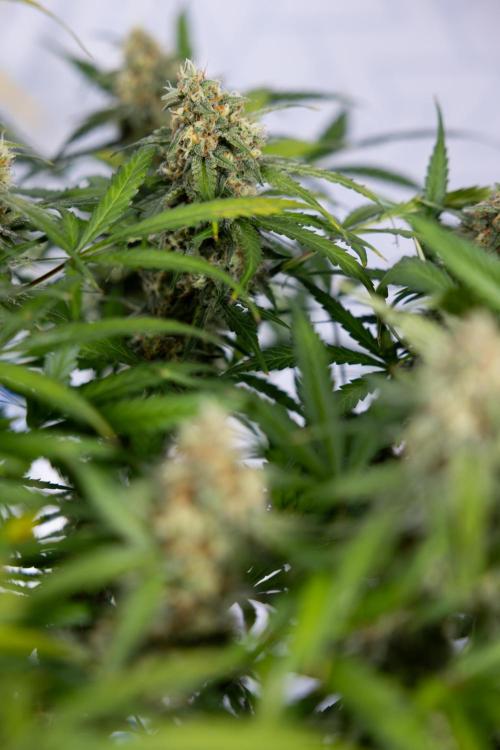 Watermelon Candy #1 -  Zamnesia x B&B. Week 8 - Watermelon Candy #1 - Week 9 - No Techniques