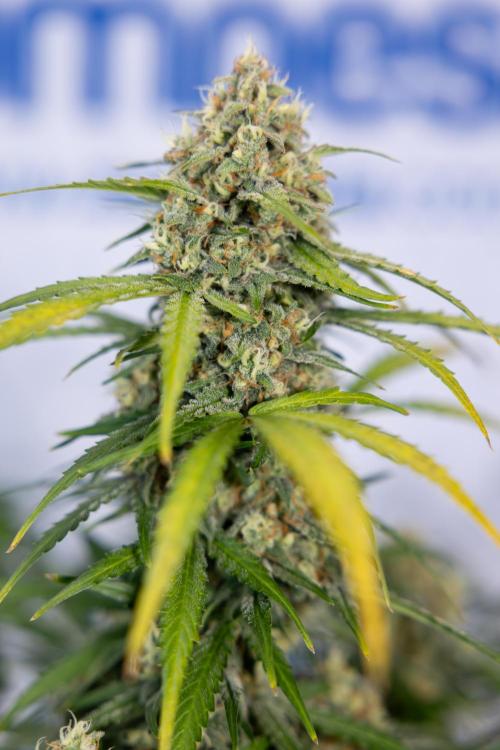 Watermelon Candy #1 -  Zamnesia x B&B. Week 8 - Watermelon Candy #1 - Week 9 - No Techniques