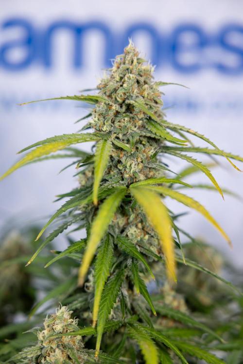 Watermelon Candy #1 -  Zamnesia x B&B. Week 8 - Watermelon Candy #1 - Week 9 - No Techniques