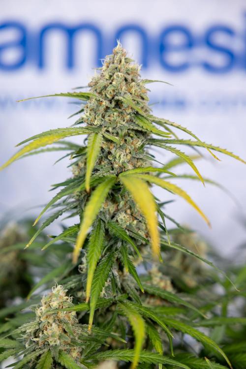 Watermelon Candy #1 -  Zamnesia x B&B. Week 8 - Watermelon Candy #1 - Week 9 - No Techniques