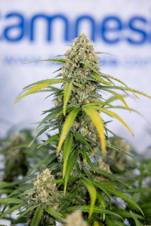 Watermelon Candy #1 -  Zamnesia x B&B. Week 8 - Watermelon Candy #1 - Week 9 - No Techniques