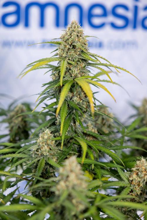 Watermelon Candy #1 -  Zamnesia x B&B. Week 8 - Watermelon Candy #1 - Week 9 - No Techniques