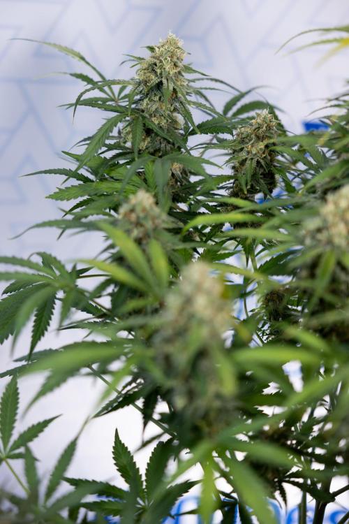 Watermelon Candy #1 -  Zamnesia x B&B. Week 8 - Watermelon Candy #1 - Week 9 - No Techniques