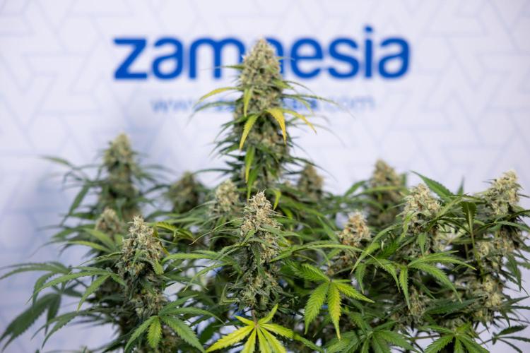 Watermelon Candy #1 -  Zamnesia x B&B. Week 8 - Watermelon Candy #1 - Week 9 - No Techniques