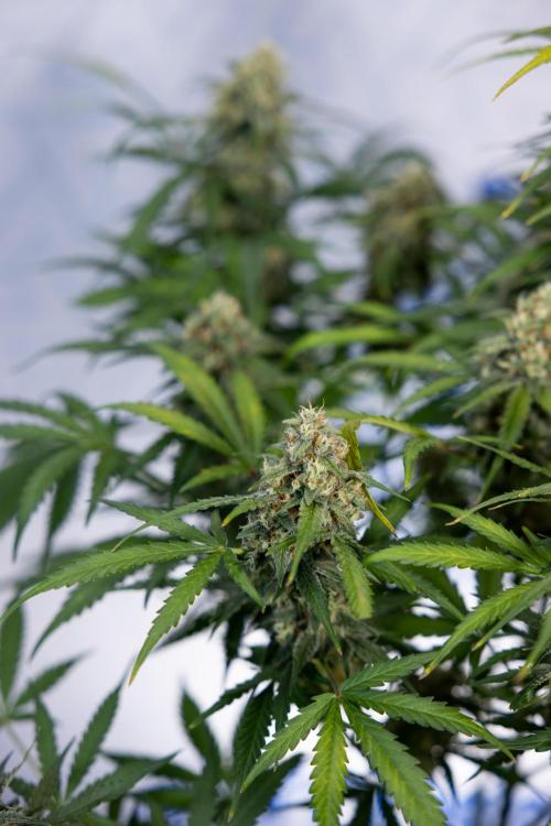 Watermelon Candy #1 -  Zamnesia x B&B. Week 8 - Watermelon Candy #1 - Week 9 - No Techniques