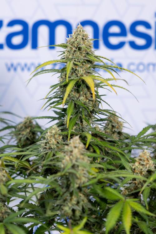 Watermelon Candy #1 -  Zamnesia x B&B. Week 8 - Watermelon Candy #1 - Week 9 - No Techniques