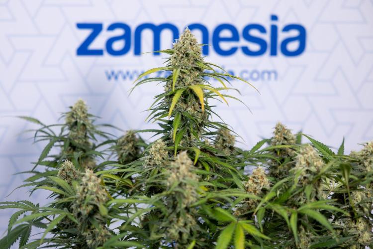 Watermelon Candy #1 -  Zamnesia x B&B. Week 8 - Watermelon Candy #1 - Week 9 - No Techniques