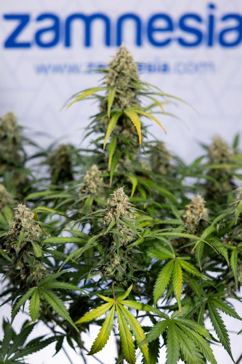 Watermelon Candy #1 -  Zamnesia x B&B. Week 8 - Watermelon Candy #1 - Week 9 - No Techniques