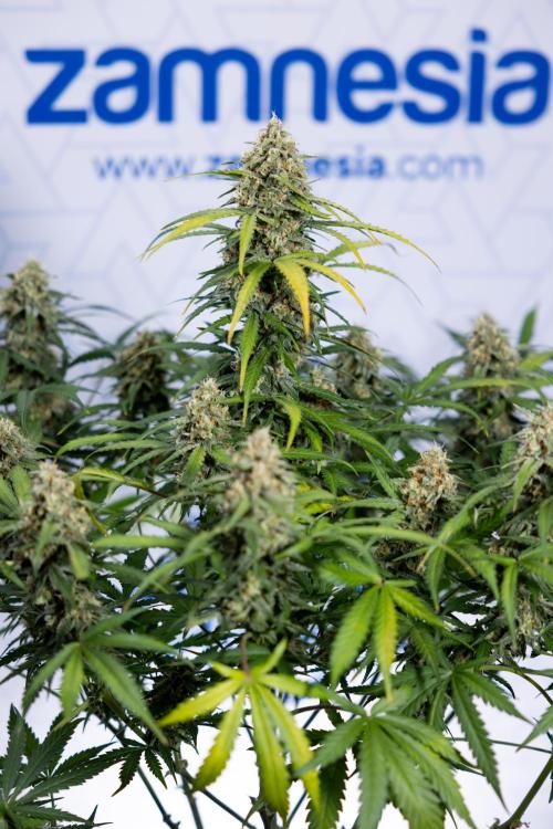 Watermelon Candy #1 -  Zamnesia x B&B. Week 8 - Watermelon Candy #1 - Week 9 - No Techniques