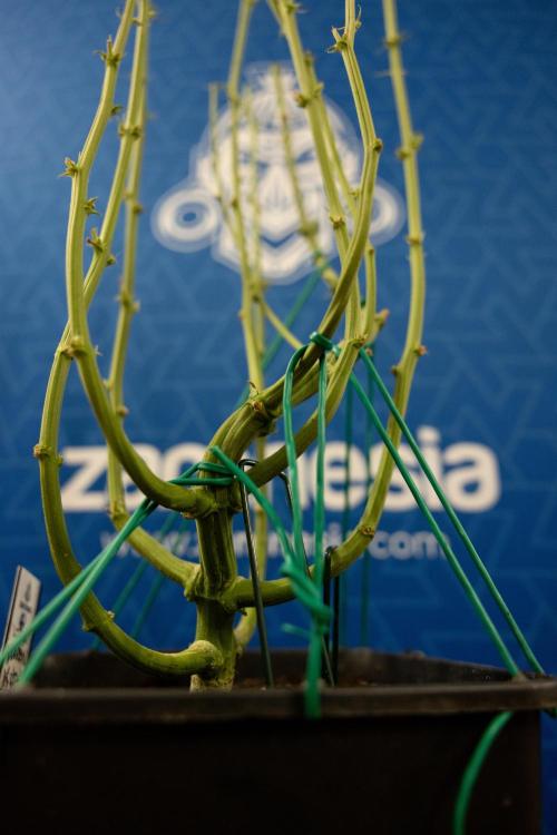 Karen Kush Auto #2 - Zamnesia x B&B. Week 10 - Karen Kush Auto #2 - LST - HARVEST 