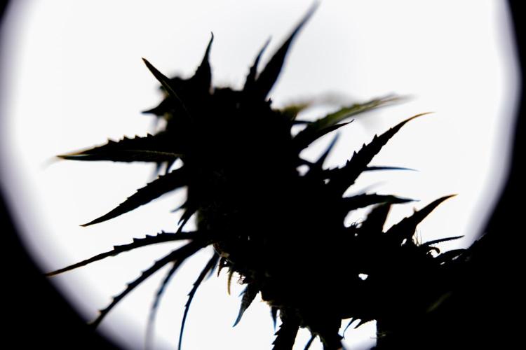 Karen Kush Auto #2 - Zamnesia x B&B. Week 10 - Karen Kush Auto #2 - LST - HARVEST 