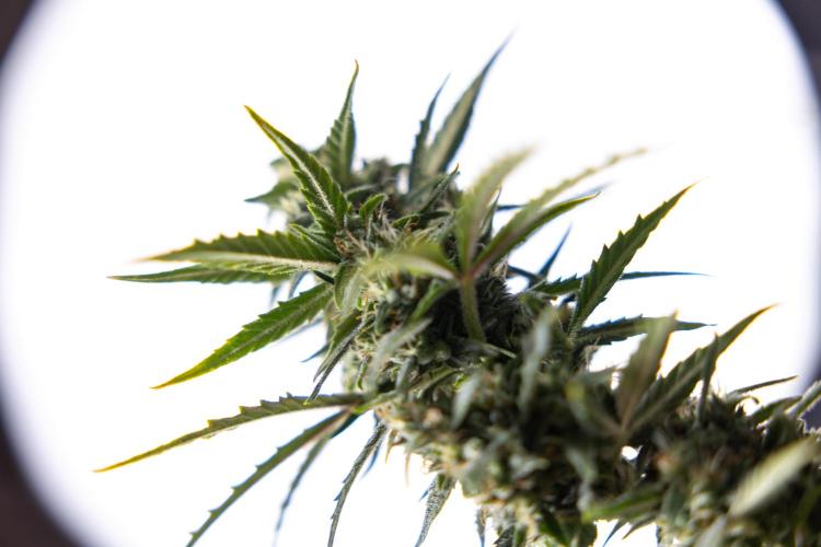 Karen Kush Auto #2 - Zamnesia x B&B. Week 10 - Karen Kush Auto #2 - LST - HARVEST 