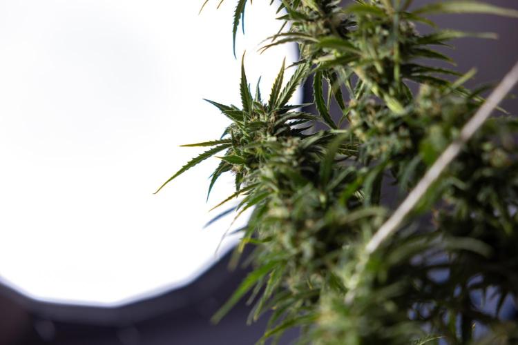 Karen Kush Auto #2 - Zamnesia x B&B. Week 10 - Karen Kush Auto #2 - LST - HARVEST 