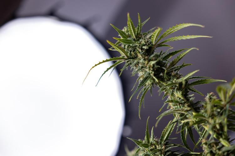 Karen Kush Auto #2 - Zamnesia x B&B. Week 10 - Karen Kush Auto #2 - LST - HARVEST 