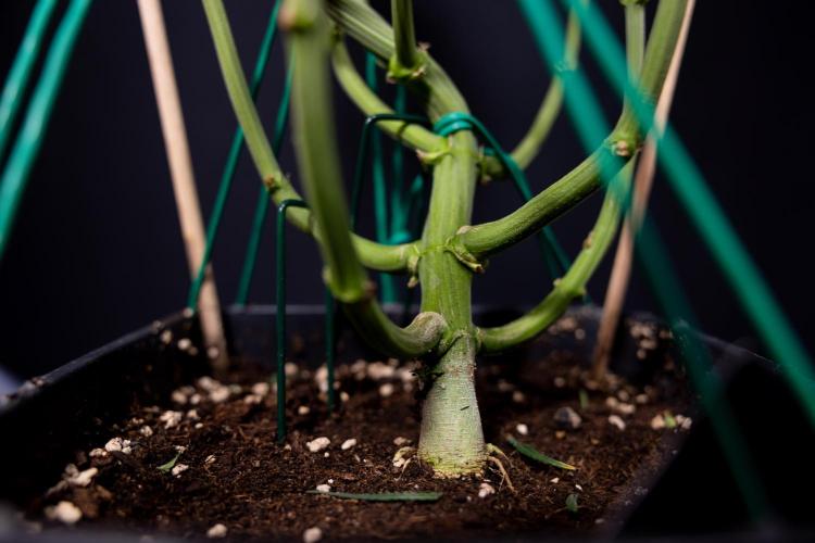 Karen Kush Auto #2 - Zamnesia x B&B. Week 10 - Karen Kush Auto #2 - LST - HARVEST 