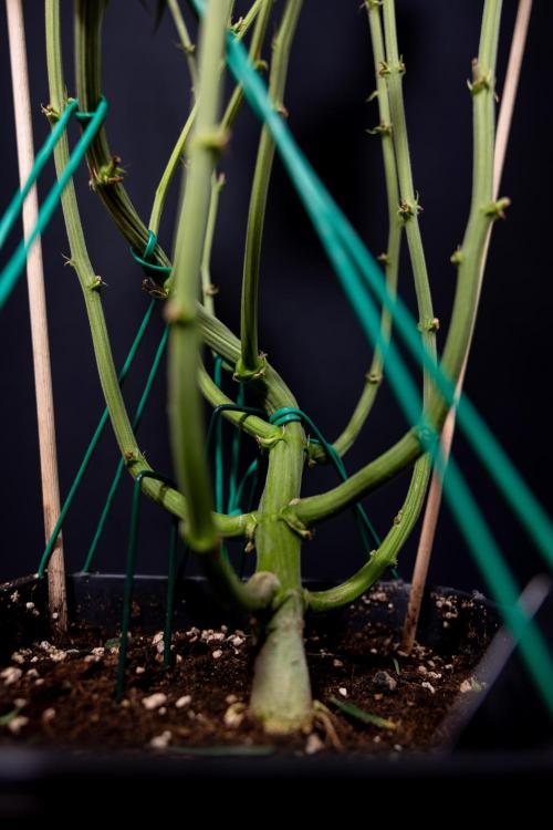 Karen Kush Auto #2 - Zamnesia x B&B. Week 10 - Karen Kush Auto #2 - LST - HARVEST 