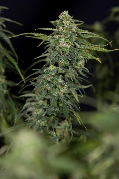 Karen Kush Auto #2 - Zamnesia x B&B. Week 10 - Karen Kush Auto #2 - LST - HARVEST 