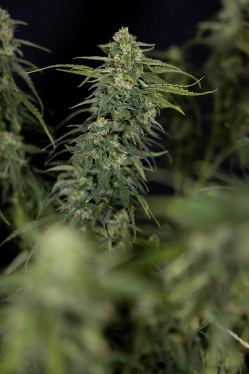 Karen Kush Auto #2 - Zamnesia x B&B. Week 10 - Karen Kush Auto #2 - LST - HARVEST 