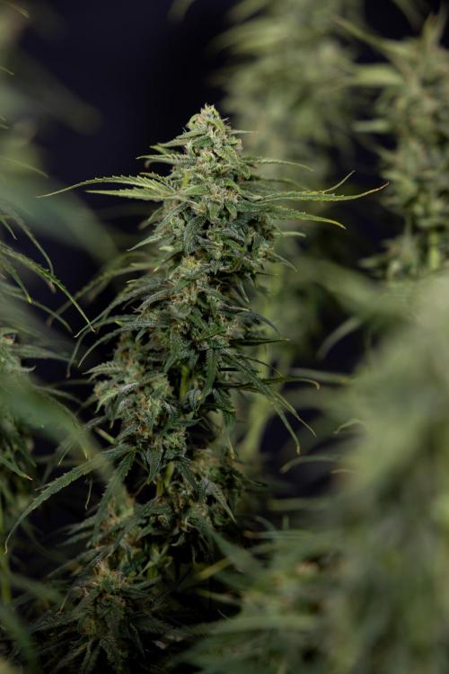 Karen Kush Auto #2 - Zamnesia x B&B. Week 10 - Karen Kush Auto #2 - LST - HARVEST 