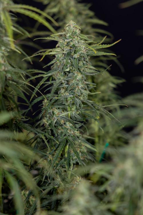 Karen Kush Auto #2 - Zamnesia x B&B. Week 10 - Karen Kush Auto #2 - LST - HARVEST 