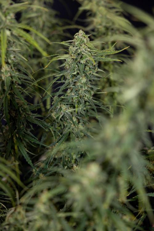 Karen Kush Auto #2 - Zamnesia x B&B. Week 10 - Karen Kush Auto #2 - LST - HARVEST 