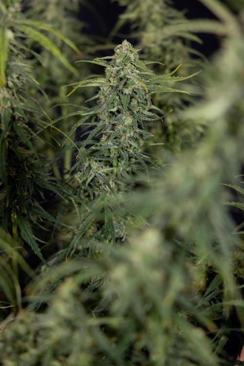 Karen Kush Auto #2 - Zamnesia x B&B. Week 10 - Karen Kush Auto #2 - LST - HARVEST 