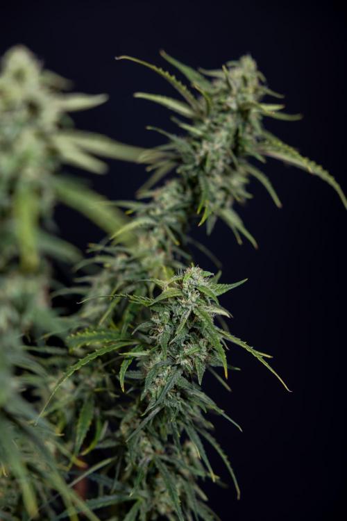 Karen Kush Auto #2 - Zamnesia x B&B. Week 10 - Karen Kush Auto #2 - LST - HARVEST 