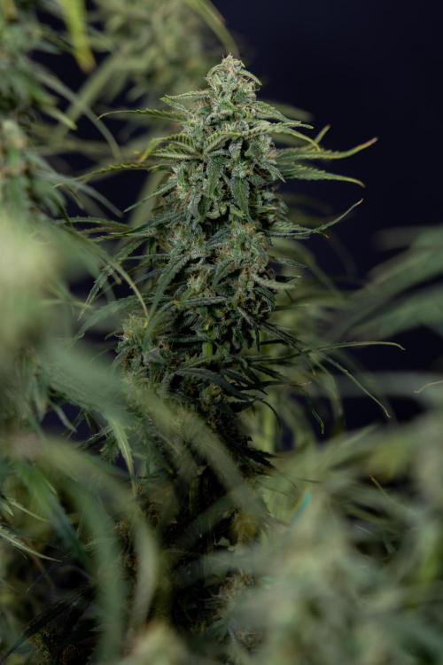 Karen Kush Auto #2 - Zamnesia x B&B. Week 10 - Karen Kush Auto #2 - LST - HARVEST 