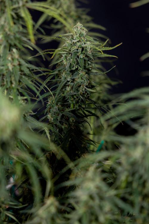 Karen Kush Auto #2 - Zamnesia x B&B. Week 10 - Karen Kush Auto #2 - LST - HARVEST 