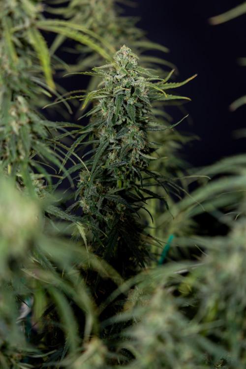 Karen Kush Auto #2 - Zamnesia x B&B. Week 10 - Karen Kush Auto #2 - LST - HARVEST 