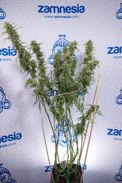 Karen Kush Auto #2 - Zamnesia x B&B. Week 10 - Karen Kush Auto #2 - LST - HARVEST 