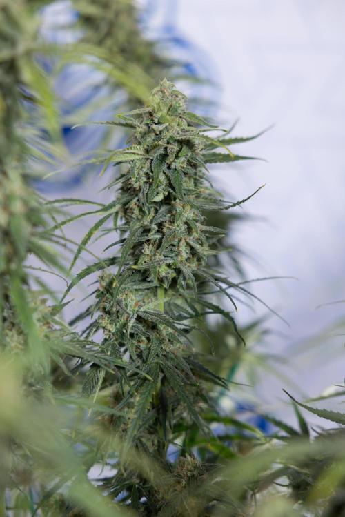 Karen Kush Auto #2 - Zamnesia x B&B. Week 10 - Karen Kush Auto #2 - LST - HARVEST 