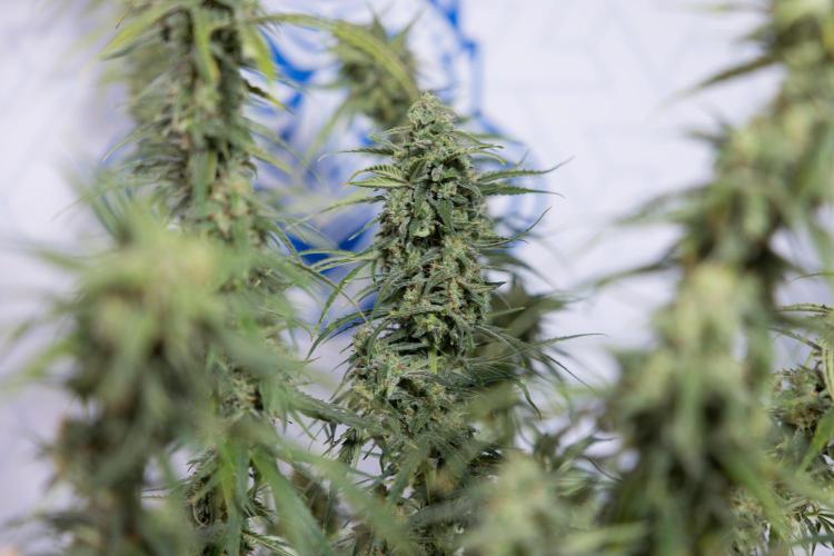 Karen Kush Auto #2 - Zamnesia x B&B. Week 10 - Karen Kush Auto #2 - LST - HARVEST 