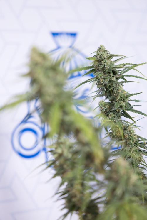 Karen Kush Auto #2 - Zamnesia x B&B. Week 10 - Karen Kush Auto #2 - LST - HARVEST 