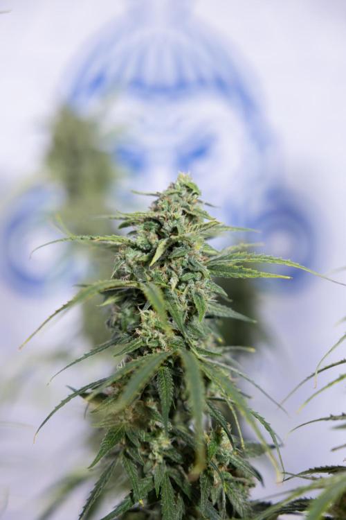 Karen Kush Auto #2 - Zamnesia x B&B. Week 10 - Karen Kush Auto #2 - LST - HARVEST 