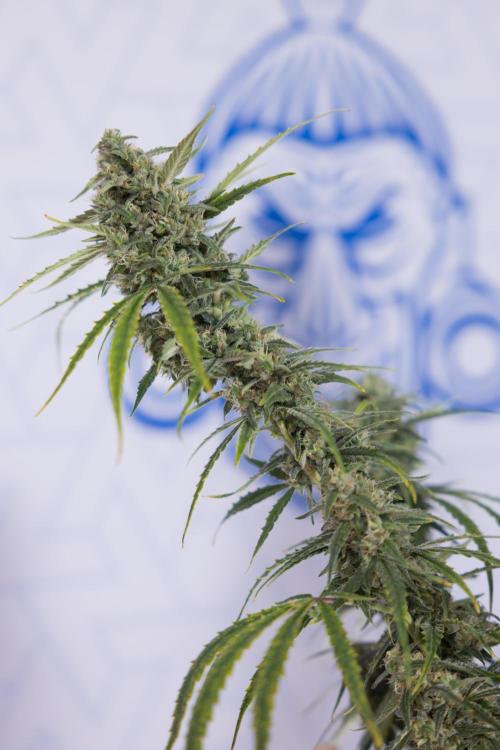 Karen Kush Auto #2 - Zamnesia x B&B. Week 10 - Karen Kush Auto #2 - LST - HARVEST 