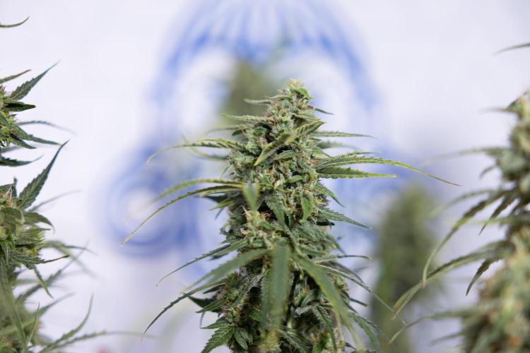 Karen Kush Auto #2 - Zamnesia x B&B. Week 10 - Karen Kush Auto #2 - LST - HARVEST 