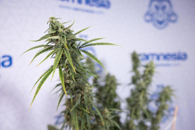 Karen Kush Auto #2 - Zamnesia x B&B. Week 10 - Karen Kush Auto #2 - LST - HARVEST 