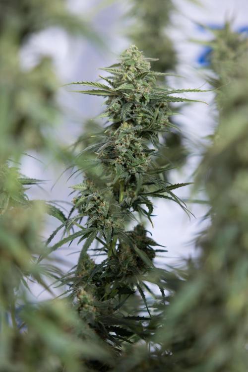 Karen Kush Auto #2 - Zamnesia x B&B. Week 10 - Karen Kush Auto #2 - LST - HARVEST 