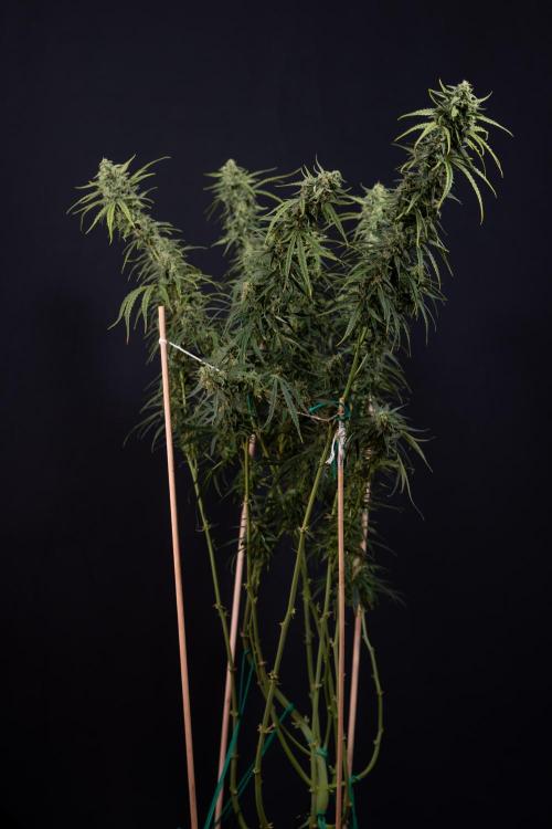 Karen Kush Auto #2 - Zamnesia x B&B. Week 10 - Karen Kush Auto #2 - LST - HARVEST 