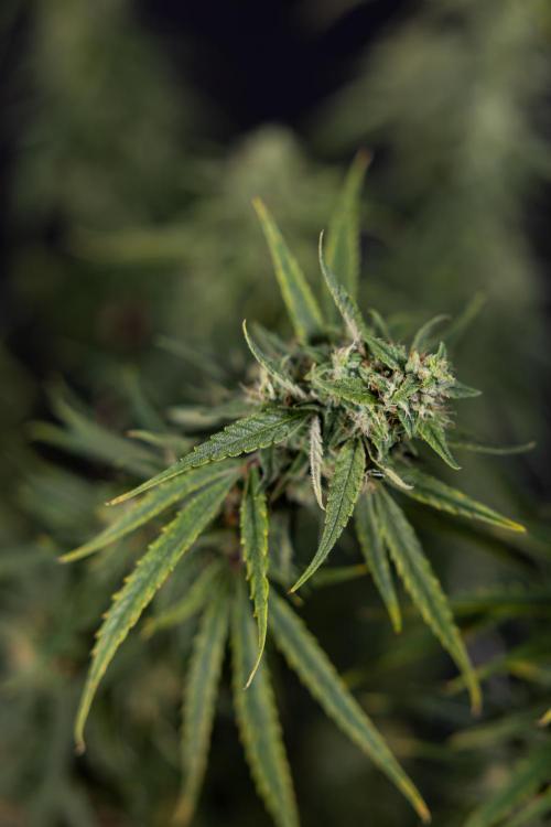 Karen Kush Auto #2 - Zamnesia x B&B. Week 10 - Karen Kush Auto #2 - LST - HARVEST 