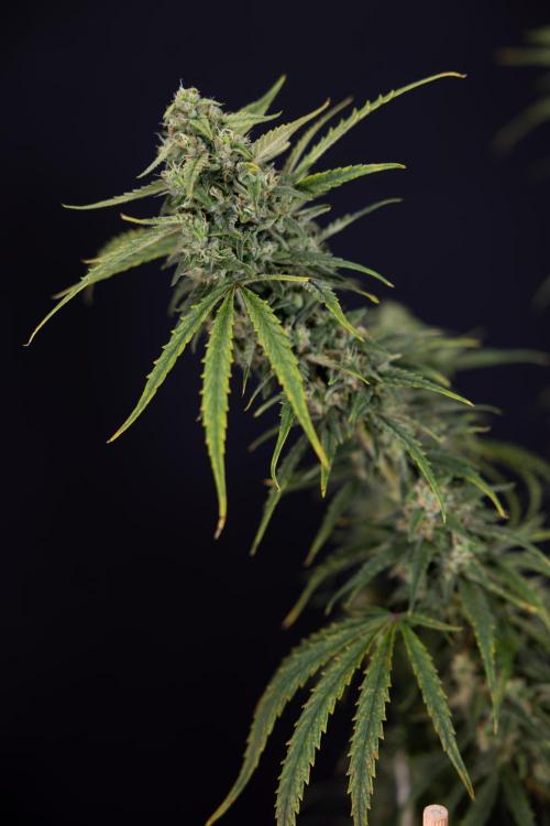 Karen Kush Auto #2 - Zamnesia x B&B. Week 10 - Karen Kush Auto #2 - LST - HARVEST 