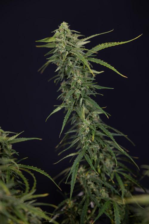 Karen Kush Auto #2 - Zamnesia x B&B. Week 10 - Karen Kush Auto #2 - LST - HARVEST 