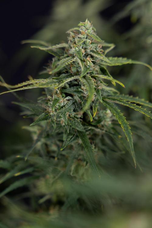 Karen Kush Auto #2 - Zamnesia x B&B. Week 10 - Karen Kush Auto #2 - LST - HARVEST 