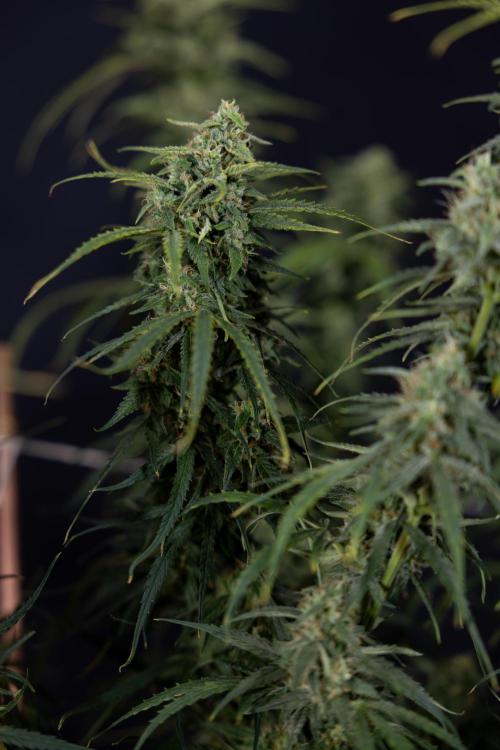 Karen Kush Auto #2 - Zamnesia x B&B. Week 10 - Karen Kush Auto #2 - LST - HARVEST 