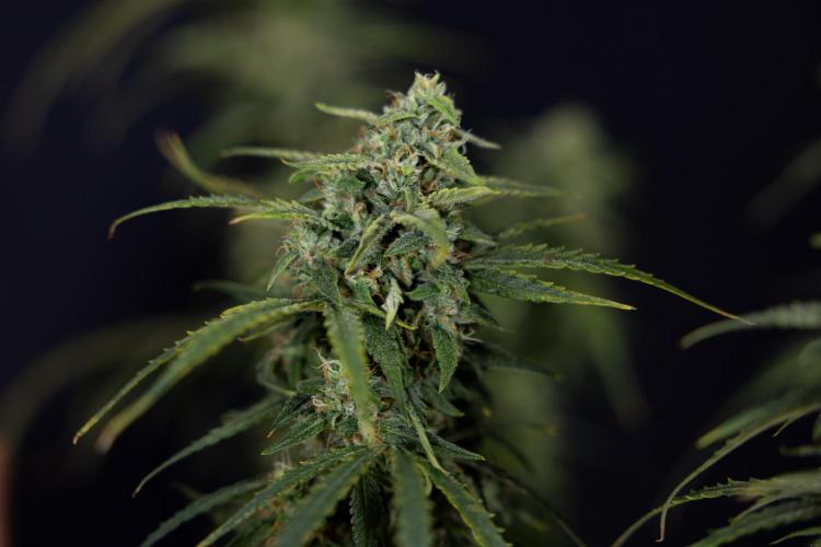 Karen Kush Auto #2 - Zamnesia x B&B. Week 10 - Karen Kush Auto #2 - LST - HARVEST 